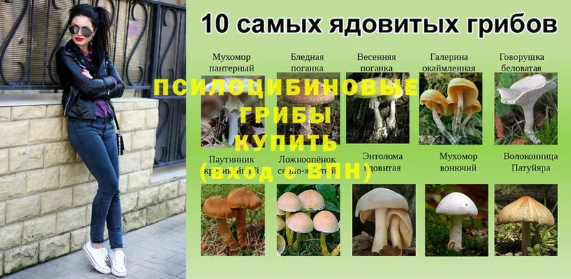 Галлюциногенные грибы Magic Shrooms  Куровское 